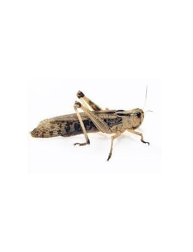 Sauterelle Locusta migratoria