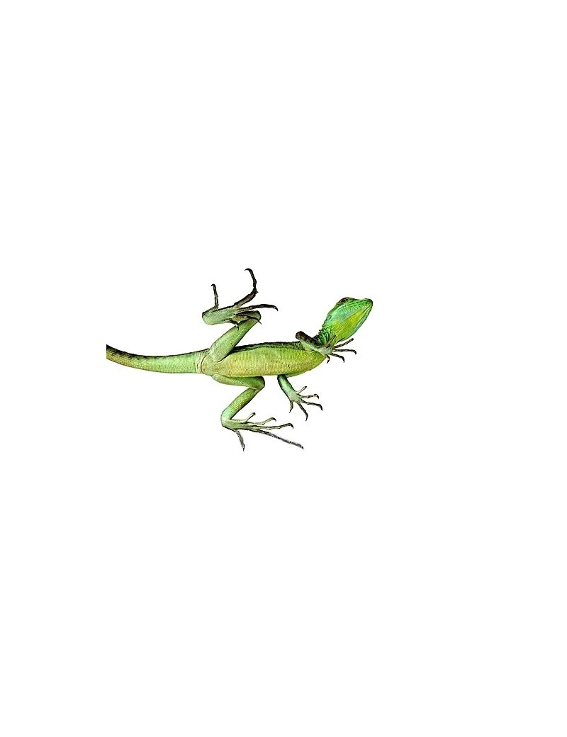 basiliscus plumifrons