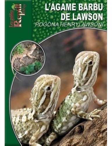 L'agame barbu de Lawson (Pogona henry lawson)