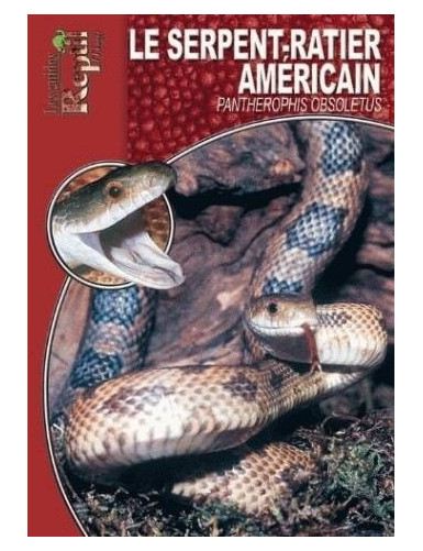 Le serpent ratier américain (Pantherophis obsoletus)