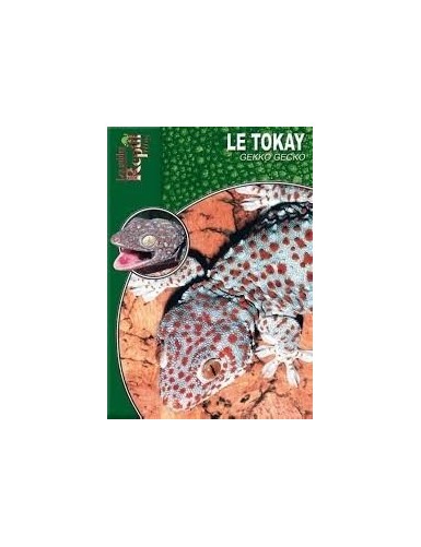 Le tokay (Gecko gecko)