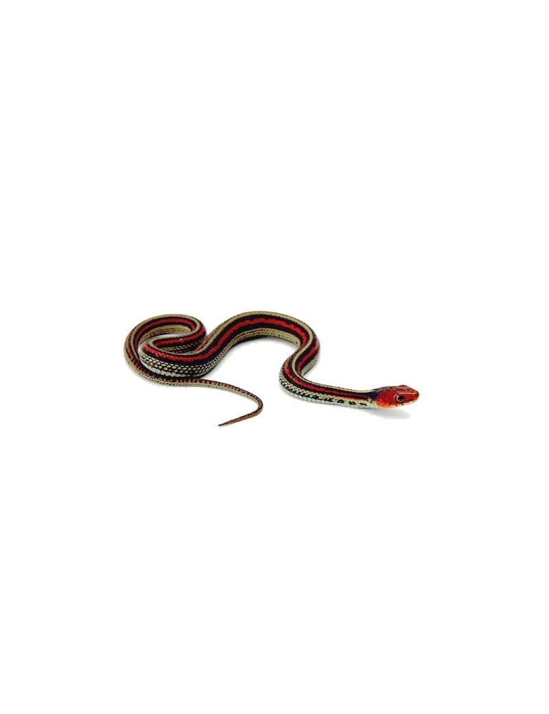 Thamnophis sirtalis tetrataenia