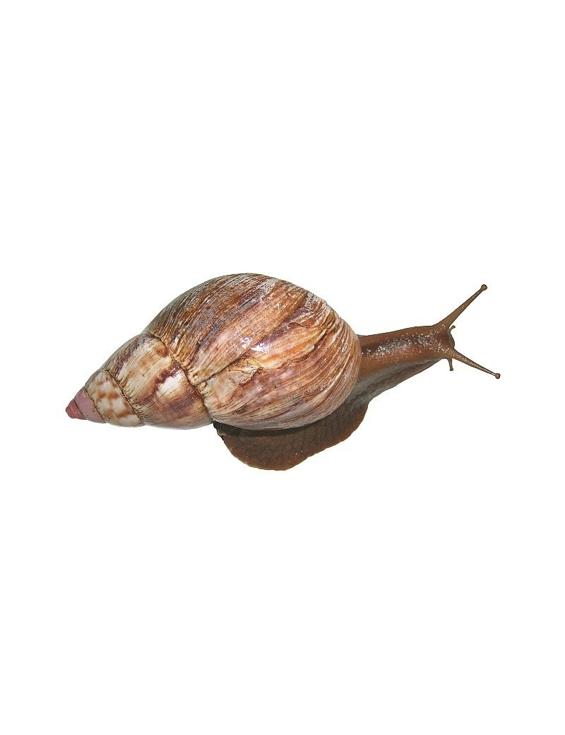 Achatina fulica