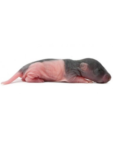 Ratons rosés (5-10gr)