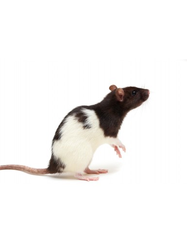 Rat (150 - 250gr)