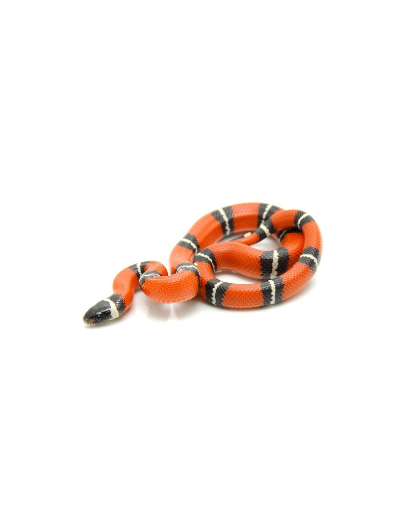 Lampropeltis triangulum sinaloae