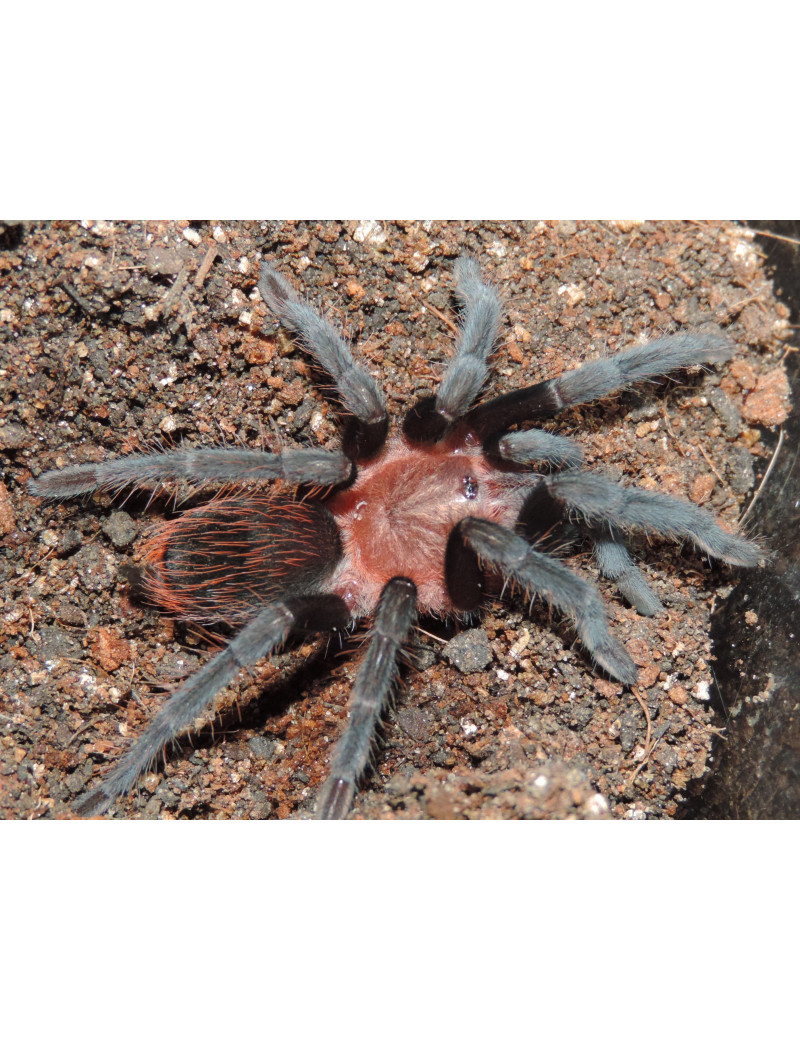 Brachypelma kahlenbergi