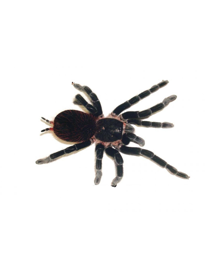 Brachypelma boehmei