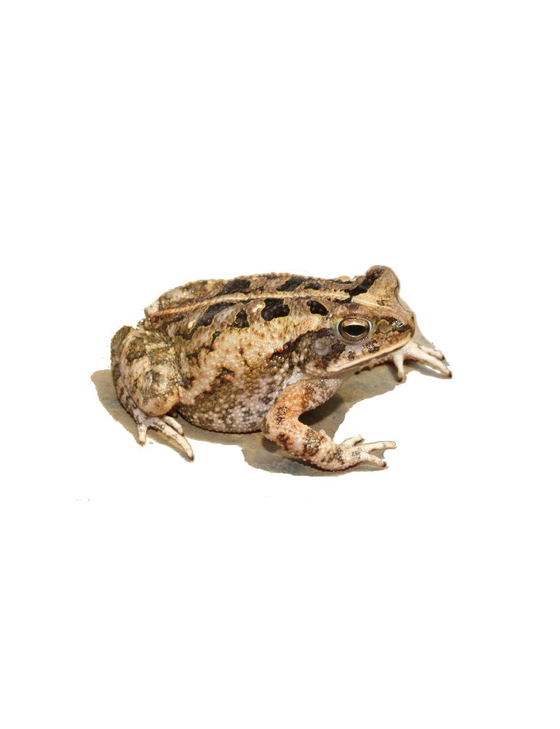 Bufo marmoreus