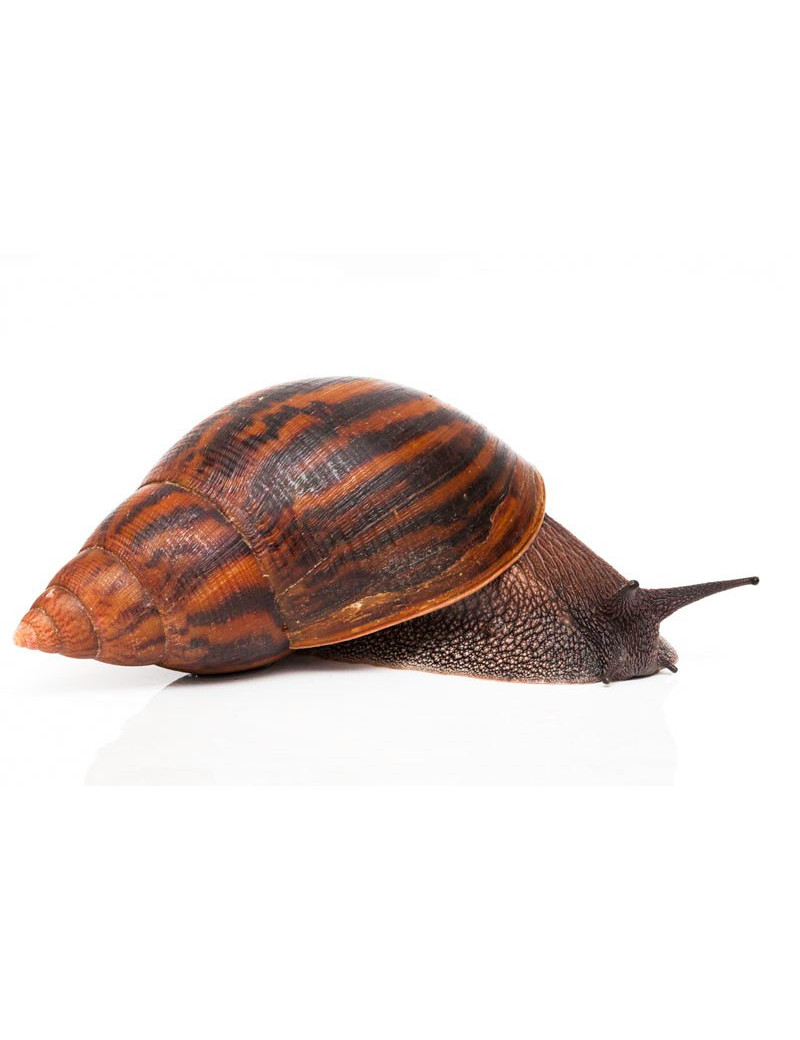 Achatina achatina