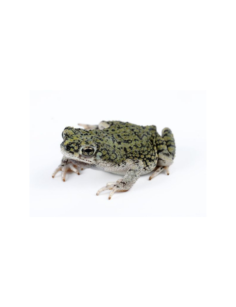 Bufo debilis