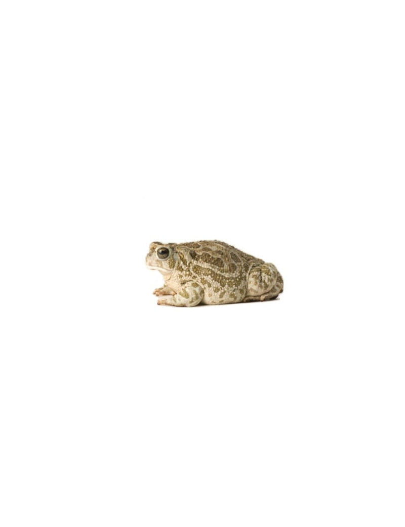 Bufo cognatus