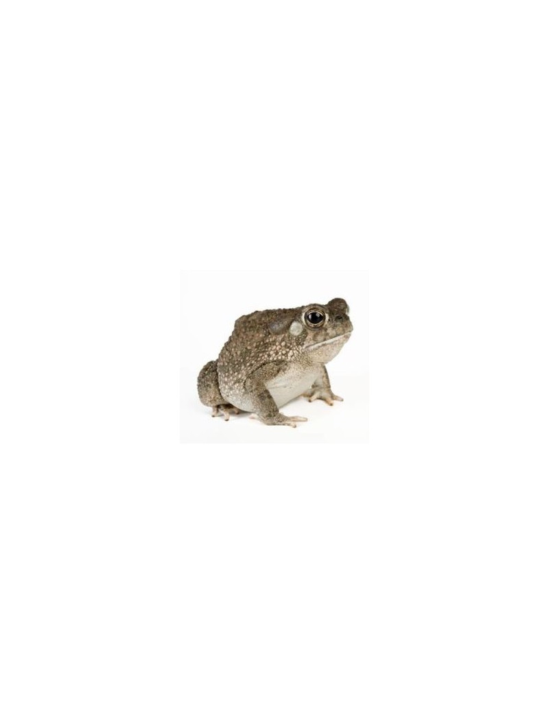 Bufo speciosus