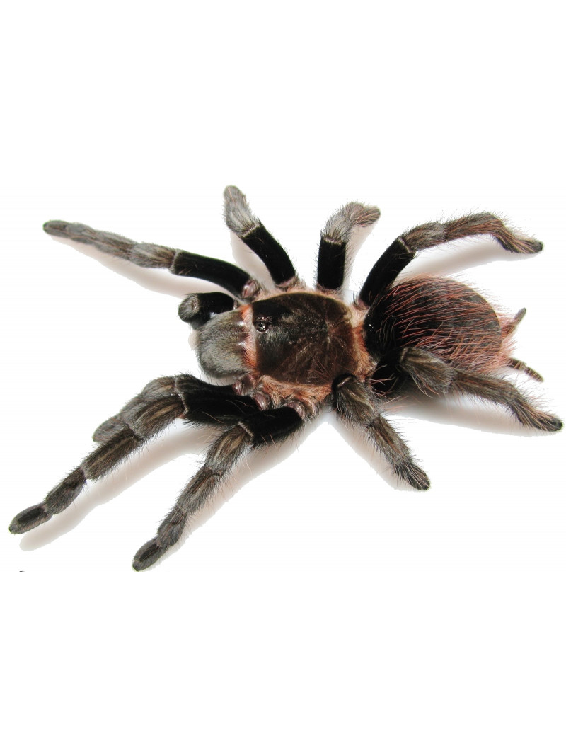 Brachypelma angustum