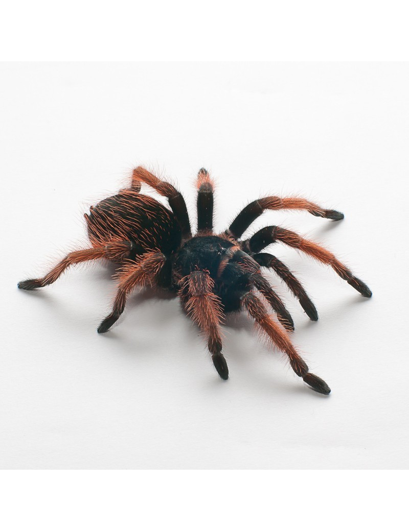 Brachypelma klaasi