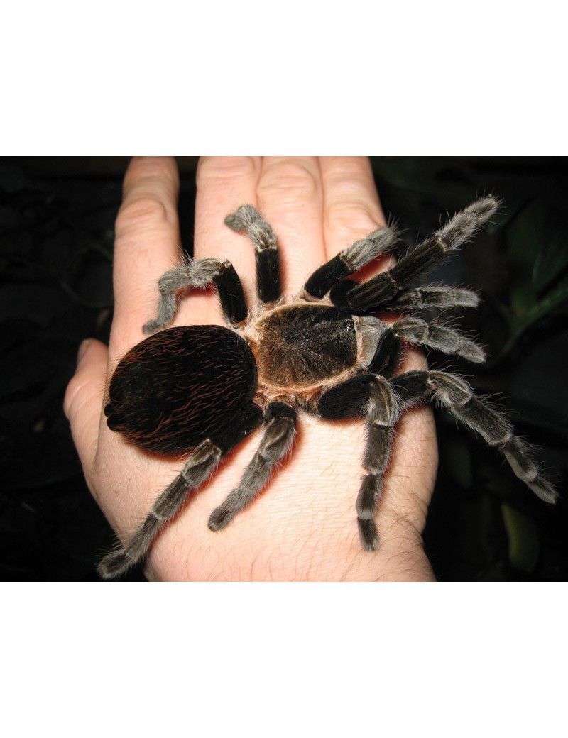 Brachypelma angustum