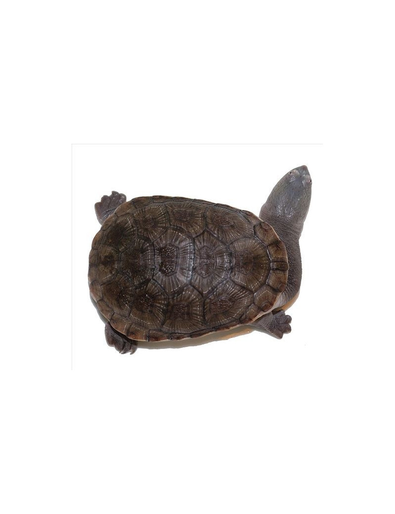 Chelodina Oblonga