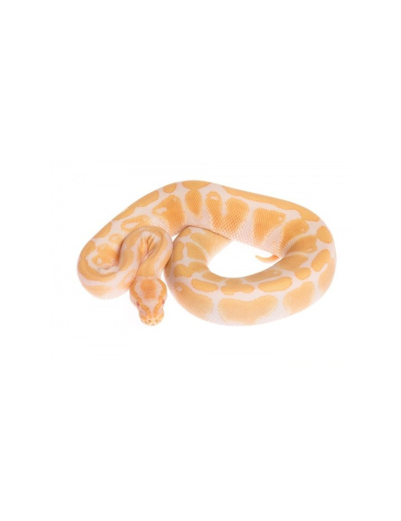 Python regius Albinos