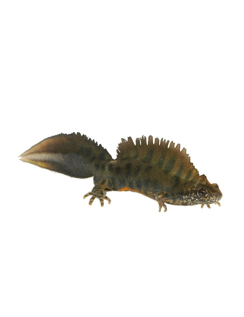 Triturus carnifex