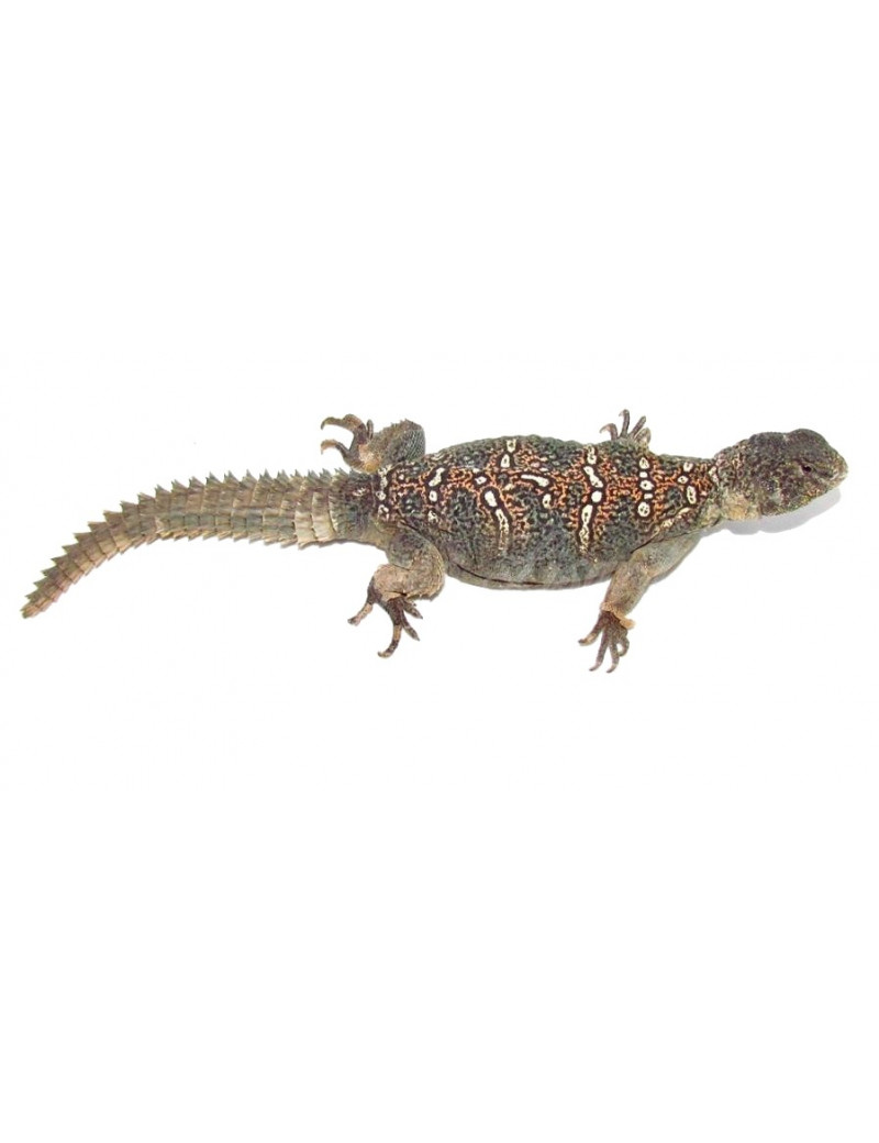 Uromastyx ocellata