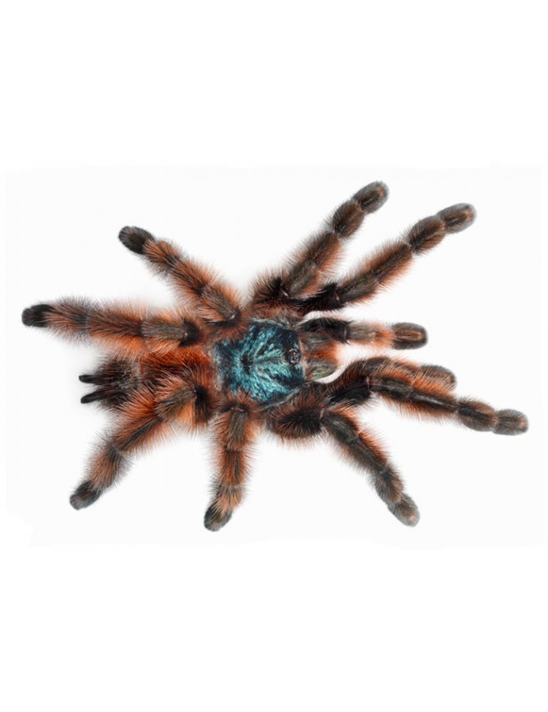 Avicularia avicularia