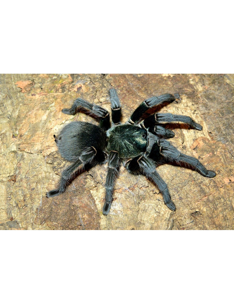 Grammostola rosea