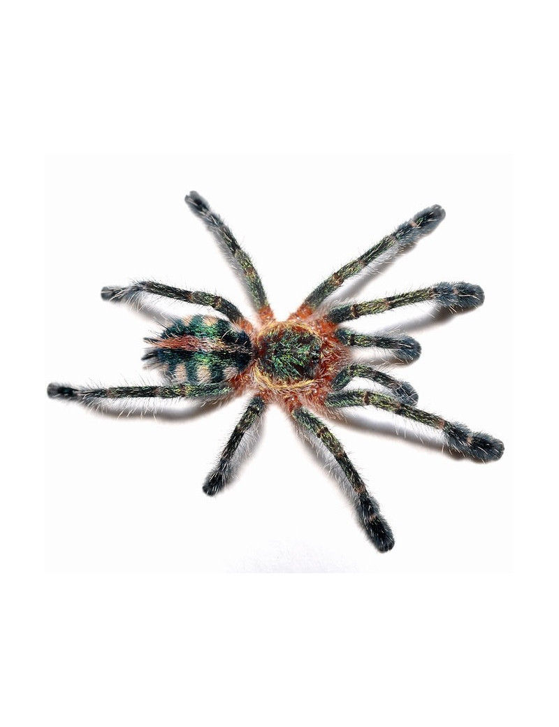 Avicularia diversipes