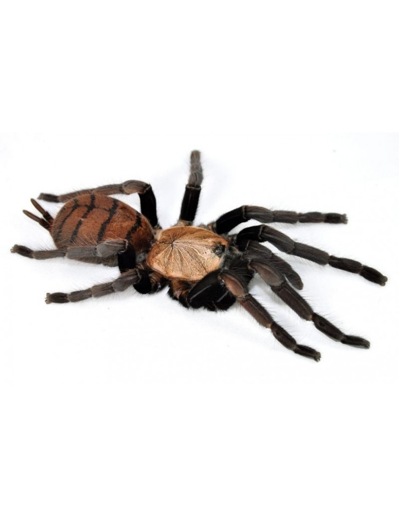 Chilobrachys fimbriatus