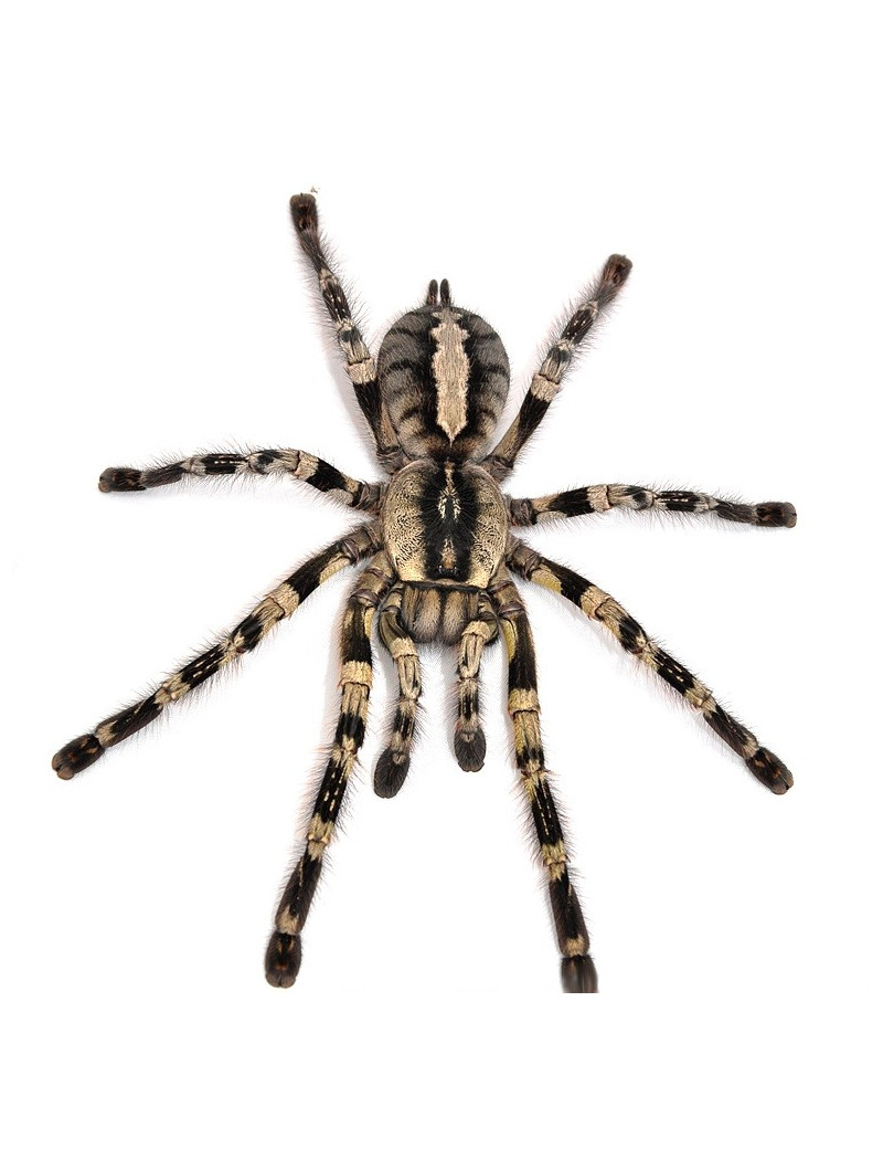 Poecilotheria smithi