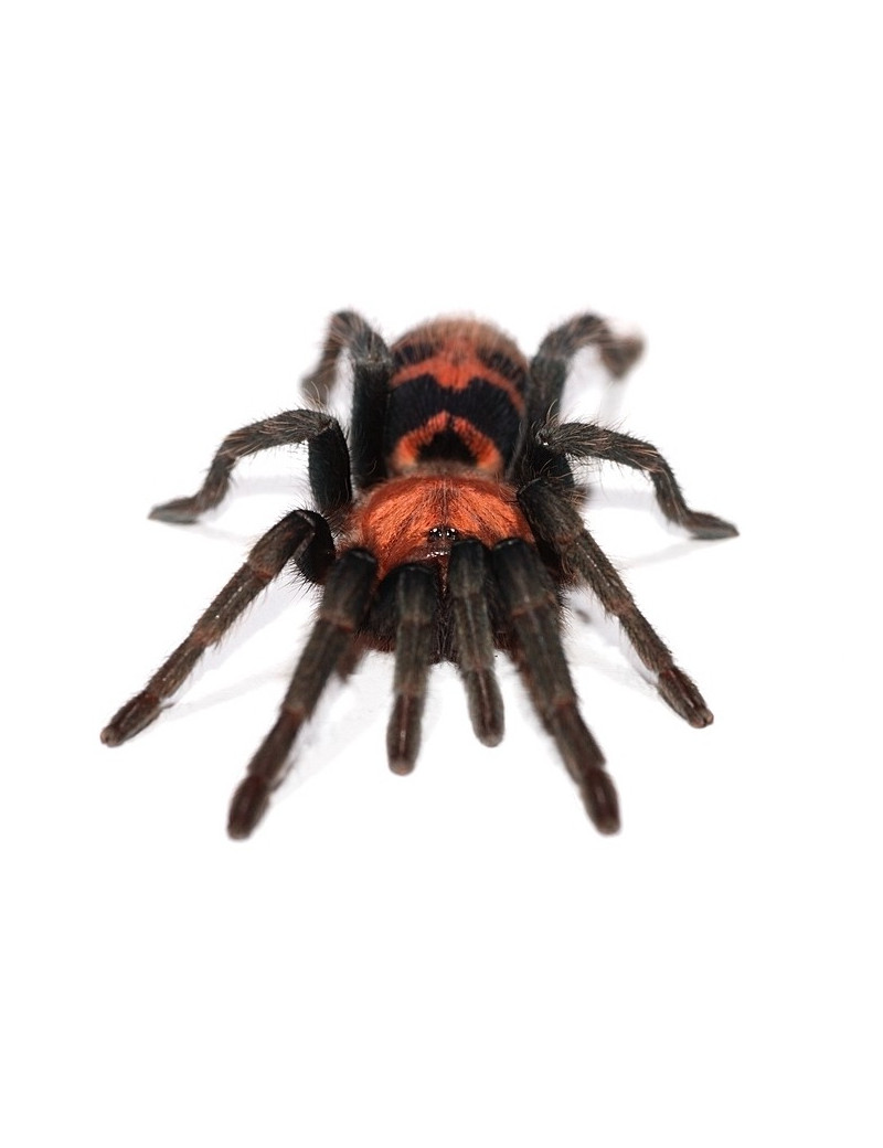 Cyclosternum fasciatum