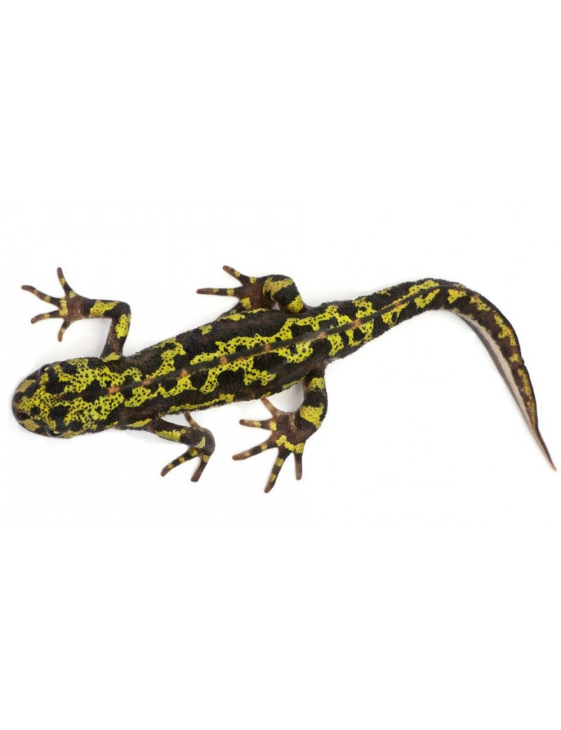 Triturus marmoratus