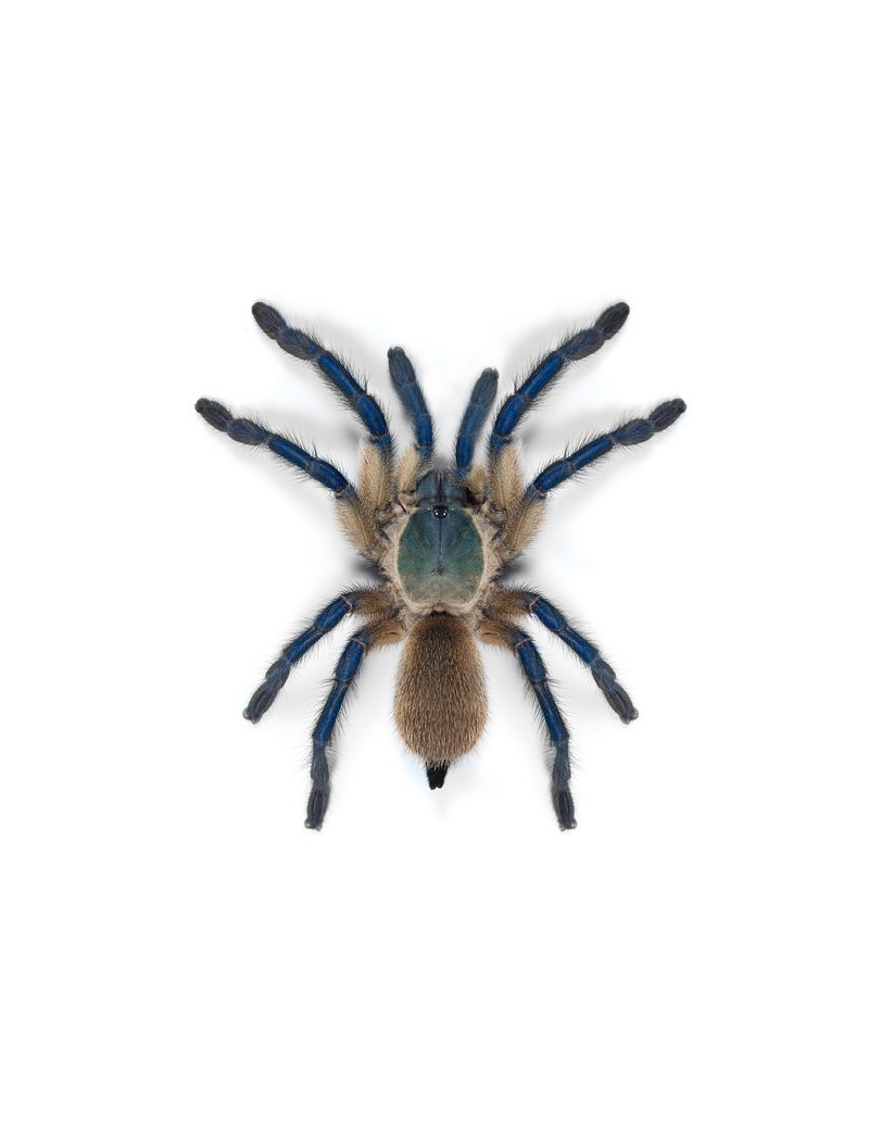 Monocentropus balfouri