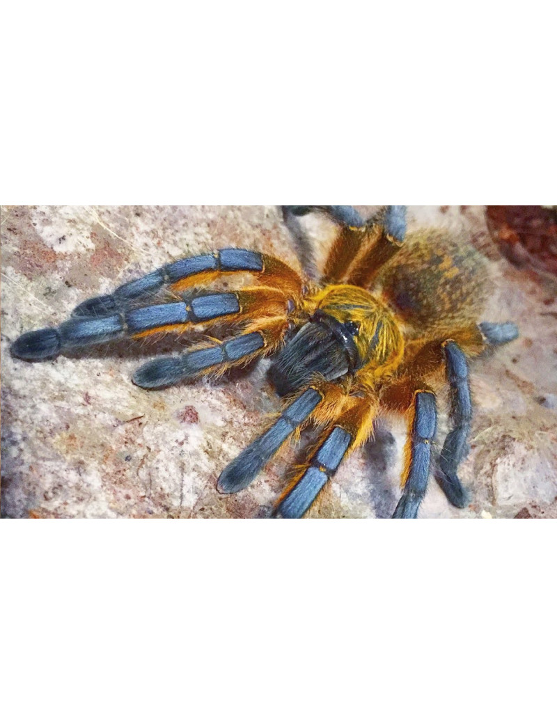 Harpactira pulchripes