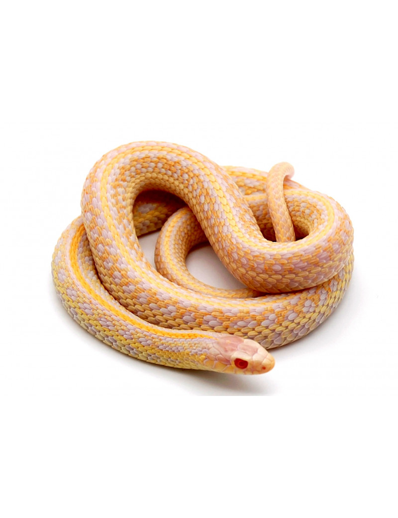 Thamnophis radix albinos