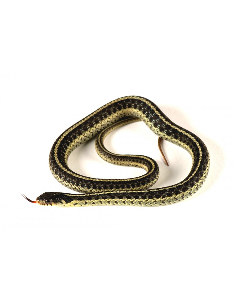 Thamnophis sirtalis sirtalis