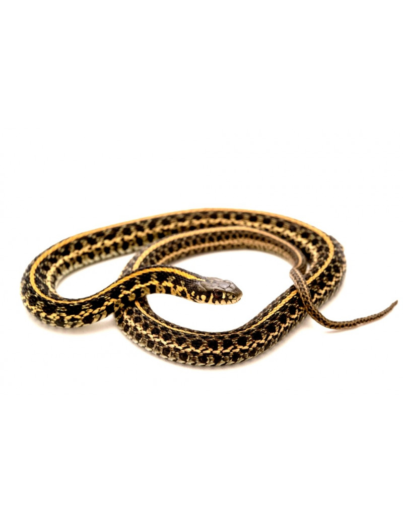 Thamnophis radix