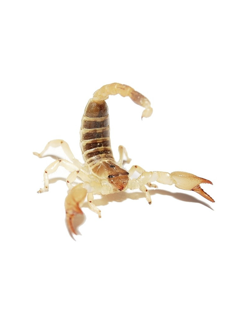 Scorpio maurus