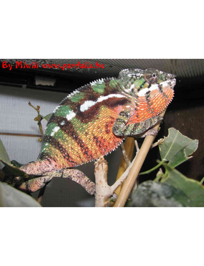 Furcifer Pardalis Diego suarez