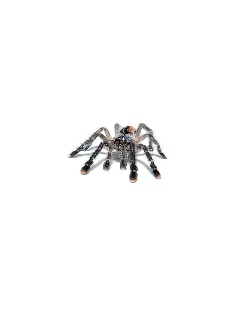 Avicularia metallica