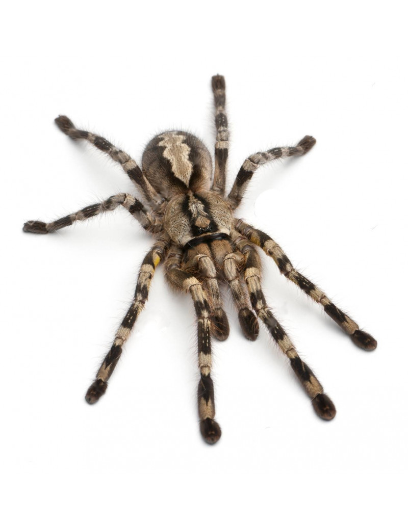 Poecilotheria fasciata