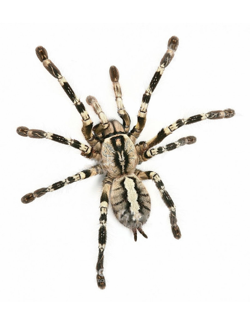 Poecilotheria regalis