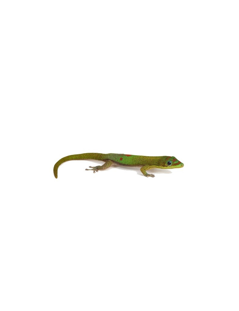 Phelsuma laticauda