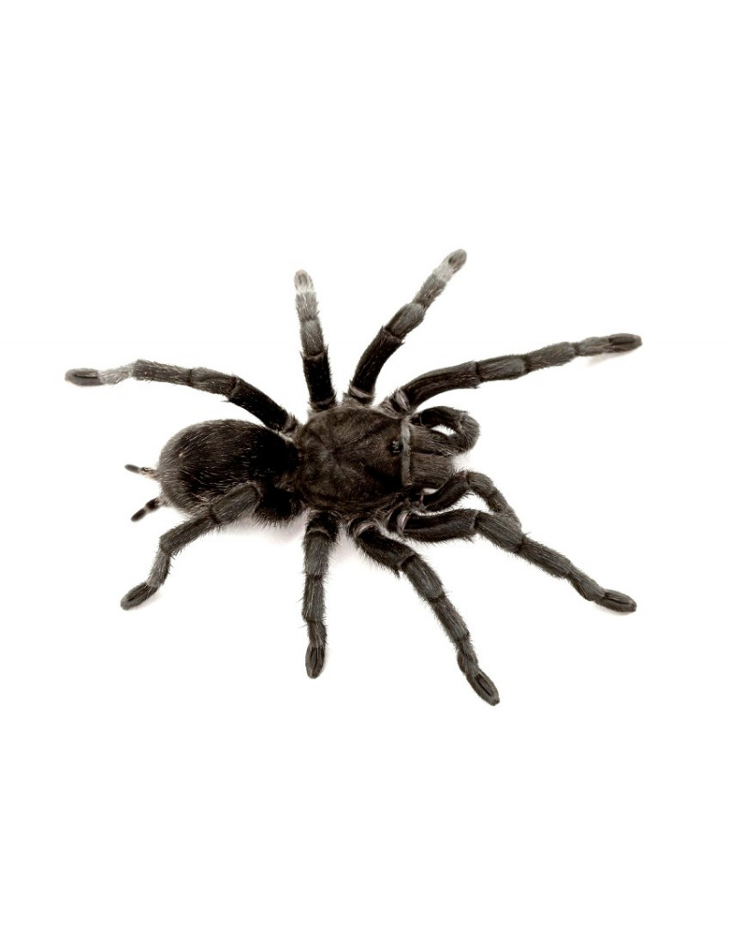 Grammostola pulchra