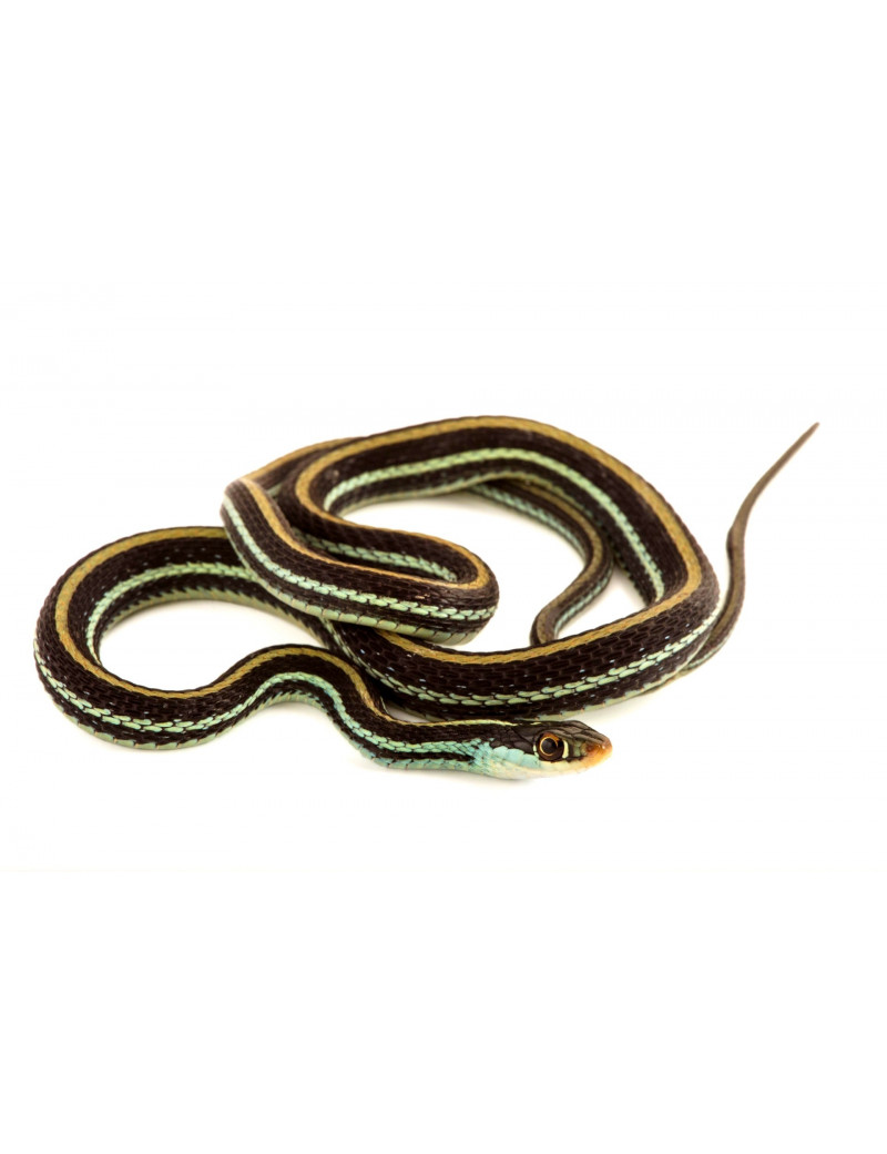 Thamnophis proximus