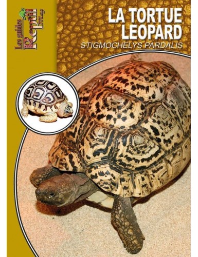 La tortue léopard (stigmochelys pardalis)