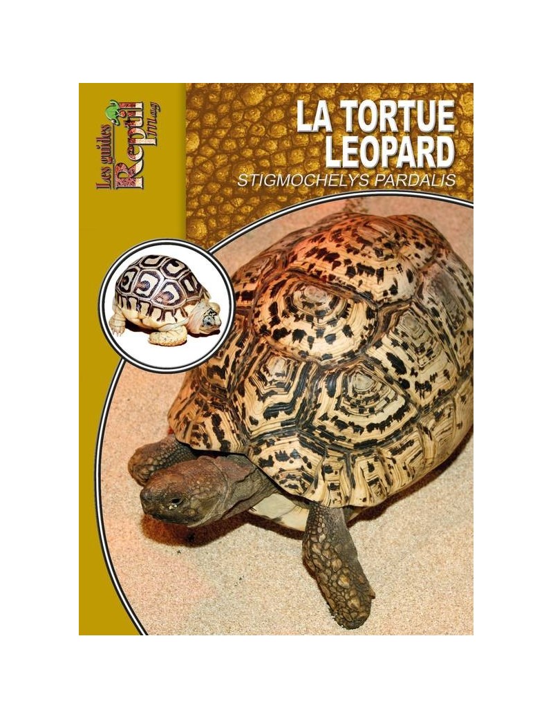 La tortue léopard (stigmochelys pardalis)