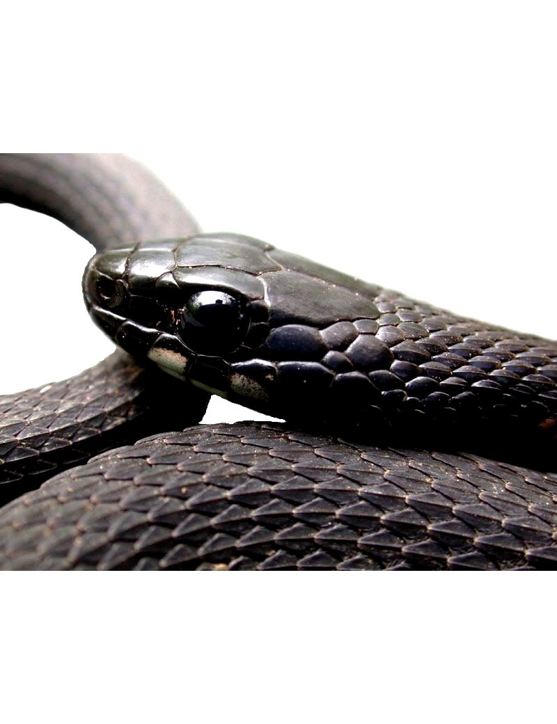 Thamnophis sirtalis melanistic