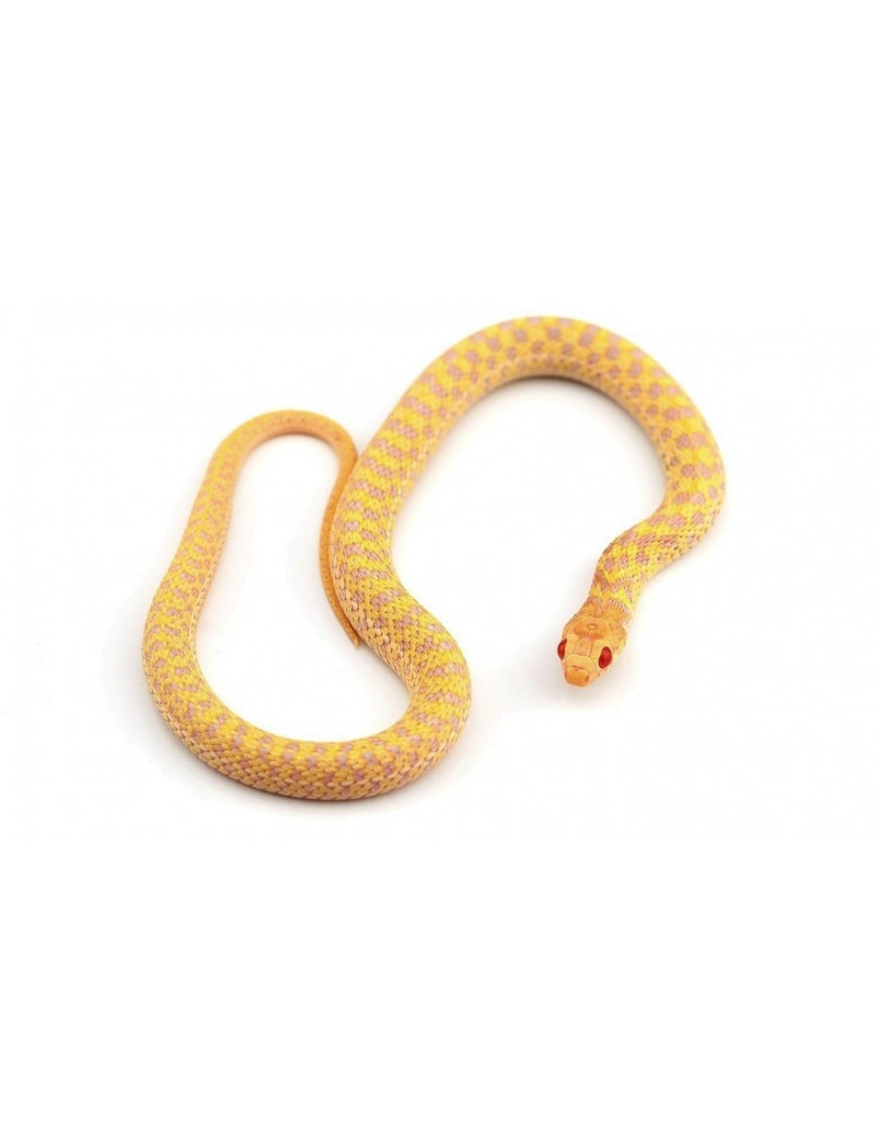 Thamnophis marcianus albinos