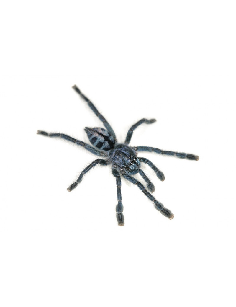 Avicularia laeta