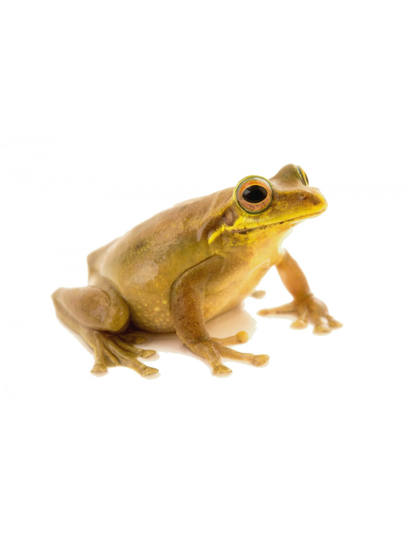 Litoria thesaurensis